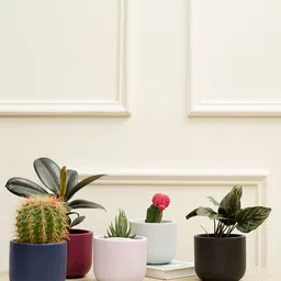 PUREZENTO Black & Blue 5 Pieces Terracotta UV Stable Planters-36