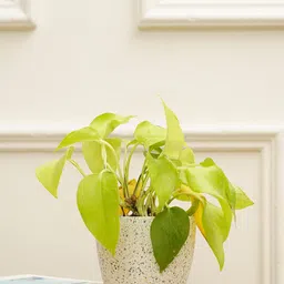 PUREZENTO White Printed Marabelle Planter-image-62