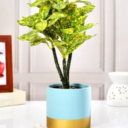 TAYHAA Blue Ceramic Planter-image-65