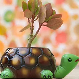 LASAKI Green & Brown Tortoise Textured Ceramic Planter-image-30