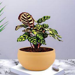 LASAKI Saffron Yellow Ceramic Planter-image-87