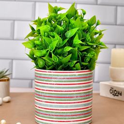 TAYHAA Spiro-Cera White & Green Striped Ceramic Planter-picture-15