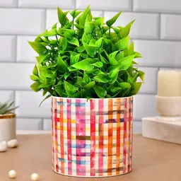 TAYHAA White & Red Ceramic Delight Small Planter-5
