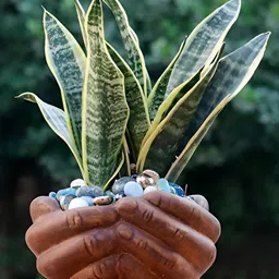 LASAKI Brown Textured Ceramic Planter With Tray image 5