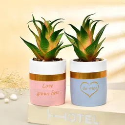 TAYHAA Green & Pink 2 Pieces Succulent Plant With Ceramic Pot-25