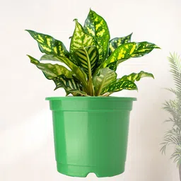 Kuber Industries 10-Pcs Green Round Planters image 2