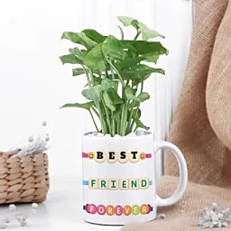 Green Bond Bestie Plant-image-4