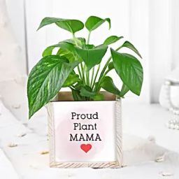 Desktop Money Plant-image-2
