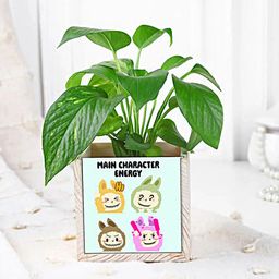 Main Character Energy Green Money Plant-image-34