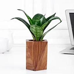 Whispering Wellness Sansevieria Snake Plant-29