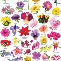 Dreamland Flower Educational Wall Chart For Kids - Both Side Hard Laminated (Size 48 x 73 cm)-image-97