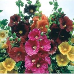 ™ Holyhock Plant Seeds,Double Hollyhock Flower Seed-image-90