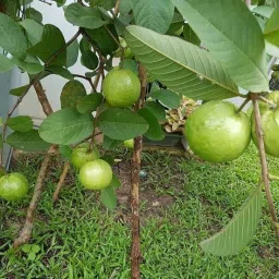 ™️Hybrid Guava (Amrood) Fruit Seed-image-29