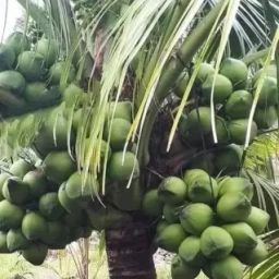 Coconut Plant-image-78