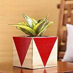 Milt Sansevieria Plant In Red Wooden Square Pot-34