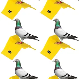 Pigeon Stand (Pack of 6) Caged Bird Feeder-picture-36