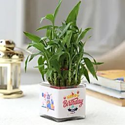 Two Layer Lucky Bamboo In Happy Birthday Glass Vase-15