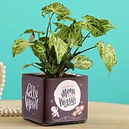 Potted Syngonium Plant In Moon of Life Vase-37