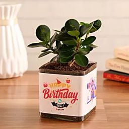 Ficus Compacta Plant In Happy Birthday Vase-image-95