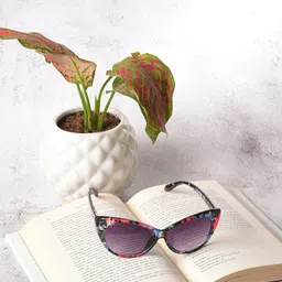 HAUTE SAUCE by Campus Sutra Women Black Lens & Black Cateye Sunglasses-image-61