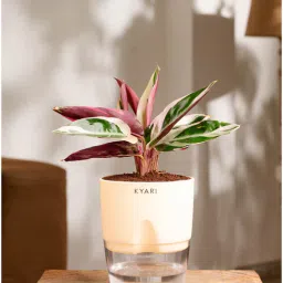 kyari Calathea Triostar Plant With Self Watering Pot- Cream-picture-17