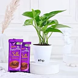Money Plant In Yellow Pot & Cadbury Chocolates-image-2