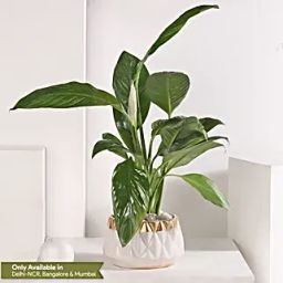 Peace Lily Retreat-image-56