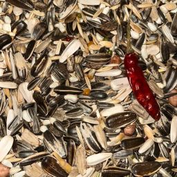 Natural Parrot Mix Seeds for African Gray, Macaw, Cockatoo Other Big Birds 0.4 kg Dry Adult, New Born, Young Bird Food-image-6