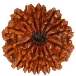 14 Mukhi Rudraksha Beads Original Beads Certified With Rudraksha Mala Beads Wood-image-30