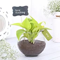 Money Plant Terrarium For Birthday-image-39