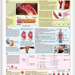 BLOOD CELLS AND PRESSURE CHART | Unraveling Blood Cells and Pressure: Comprehensive Anatomy Chart Paper Print-image-13
