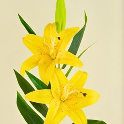 Interiors & More Yellow & Green 1 Pieces Lily Artificial Flower-image-64
