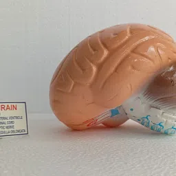 kambojtraders Human Brain Model Anatomically Accurate Brain For Science Teaching Medical Model image 4