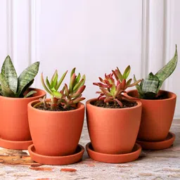 The handicraftian Set of 2 Red Clay Planter-15