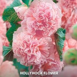 ™ Holyhock Plant Seeds,Double Hollyhock Flower Seed-image-76