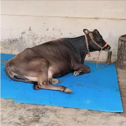 COW MAT-Waterproof Rubber(Mat 8*5 Feet)BPA Free For Horse-C | Cow, Dog, Hamster, Guinea Pig, Miniature Pig Pet Mat-image-90