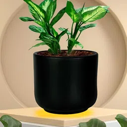LASAKI Orin Black Small Ceramic Planters-image-59