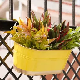 Yellow Metal (Set of 4) Railing Planter by Gold Dust-picture-0