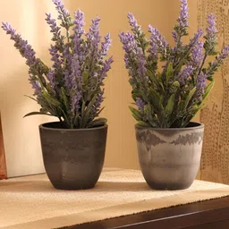 Elemntl Purple & Green 2 Pieces Lavender Plant With Pot-17