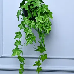 MARKET99 Green Cylindrical Shaped Hanging Planters-16