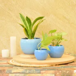 sone key chidiya Willow Iron Blue Set of 3 Pots-picture-9
