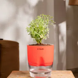 kyari Aralia Variegated Self Watering Pot - Red-picture-28