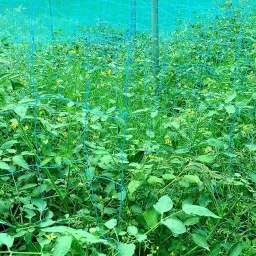 i geon Plant Climbing net & Plant Trellis Netting Creeper Net - 5feet x 10feet Hiking Net image 3