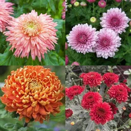 ibains Chrysanthemum decorative flower seeds pack of 35 Seed-picture-14