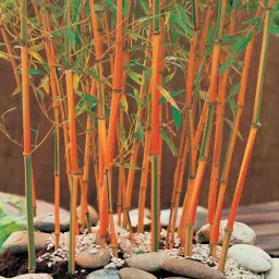 ibains Bamboo plant seeds Seed image 2