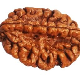 BluDiamond Do Mukhi Rudraksha Original Certified Natural 2 Mukhi Rudraksha Pendent 2 मुखी रुद्राक्ष Brown 2 Faced Rudraksha Bead Two Mukhi Rudraksha Blessed Ardhnarishwara For Locket image 1