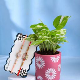 Floweraura Set Of 2 Rakhi With Pothos Plant in Terracota Planter-image-40