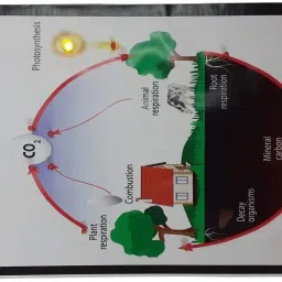 melody's Carbon Cycle - Science Working Model Using Running LED Lights image 5