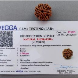 7 mukhi vegga nepali rudraksha 100% natural certified men and women Wood-image-19