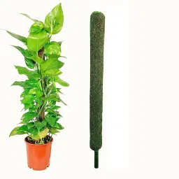 Moss Stick 3 FT(91 cm) - 1 Piece -Moss & Coir Stick for Money Plant Support, Garden Mulch-image-43